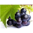 Grape Skin Extract